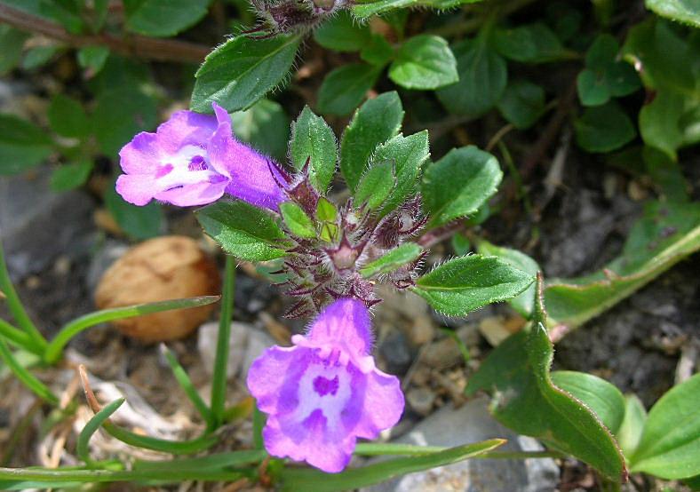 Ziziphora granatensis (=Acinos alpinus) / Acino alpino